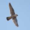 falcon flying no prey Andy Byron [1]