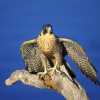 peregrine-falcon-on-perch-john-pitcher