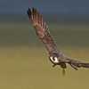 Adult-Peregrine-Falcon-flying-image