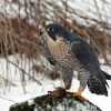 winter-hunt-peregrine-falcon-in-the-snow-inspired-nature-photography-by-shelley-myke