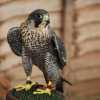 worlds-fastest-bird-peregrine-falcon-3