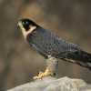 Peregrine Falcon Bob Gress 1